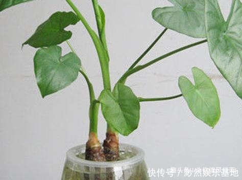 这三种花号称家里的灾星,影响身体健康,懂花人都躲的远远的