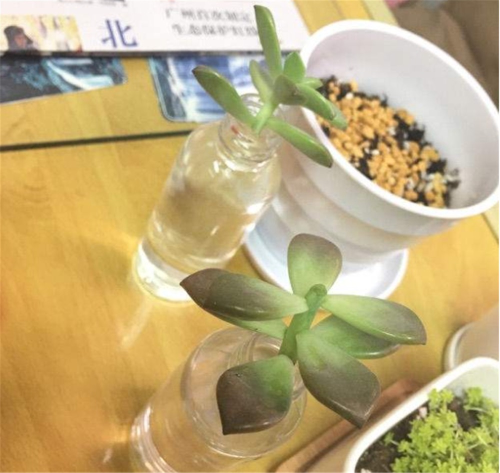 多肉扦插叶片，想快速“生根”得狠心“渴着养”，根须能挤爆盆