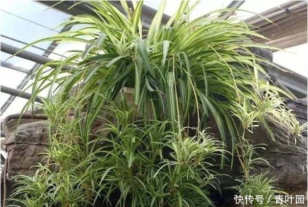 养花不要太勤快，这些花越懒的人养越爆盆！