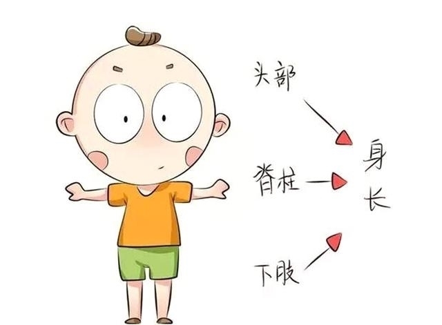 身高|都说养儿日日新,新在哪呢?长个子呗