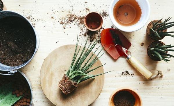 夏季养多肉需要换土,按照5步修根缓苗,新手小白皆可轻松上手