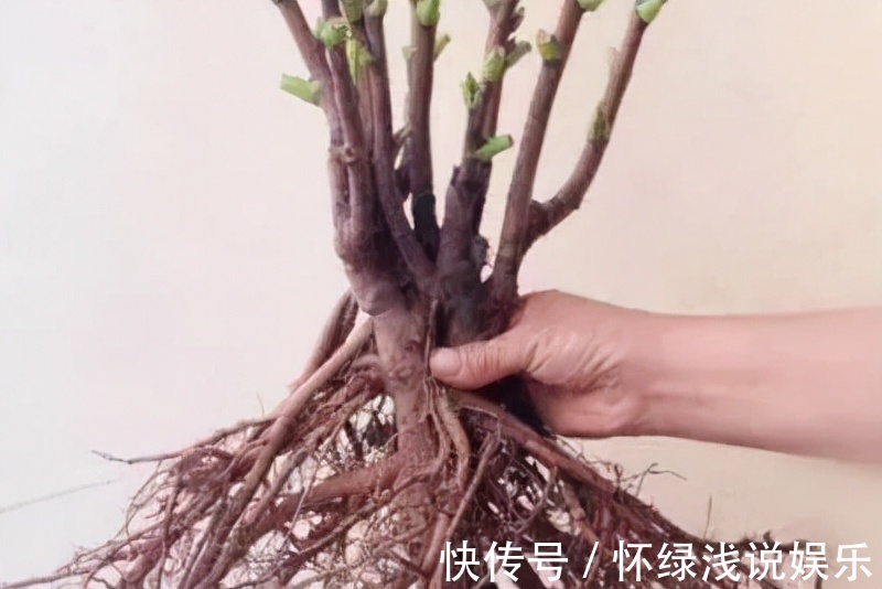 十大旺财花越老越值钱,建议养一盆,越养越富贵