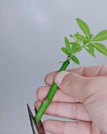 发财树的扦插方法,想要成活率高,技巧要牢记