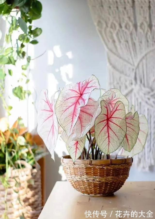 利于健康的“9种花”，株型雅致有格调，寓意“吉祥”有韵味