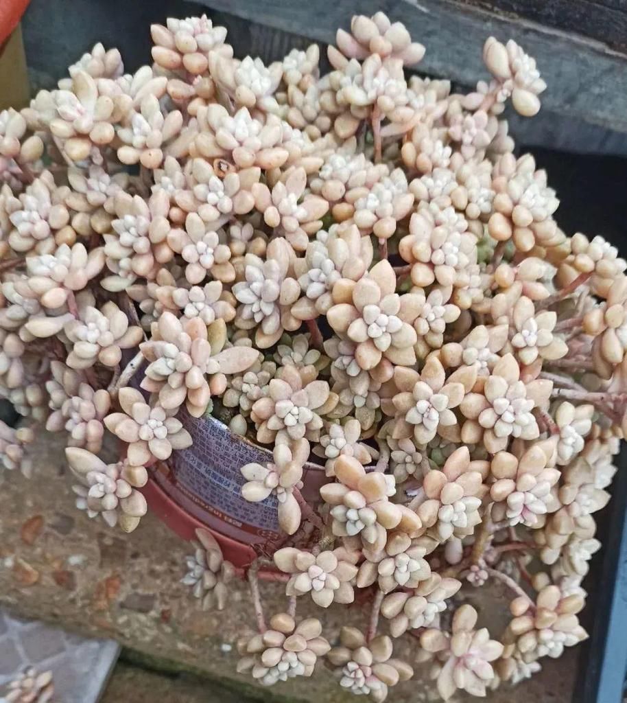 拼盘|多肉养在大盆里,就是豪横霸气,棵棵大得像白菜