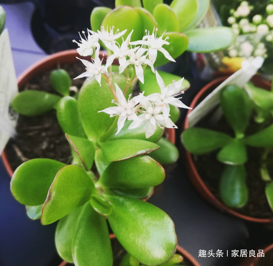 “它”可别扔了，盆里“埋1块”，花多叶绿，是养花的宝贝