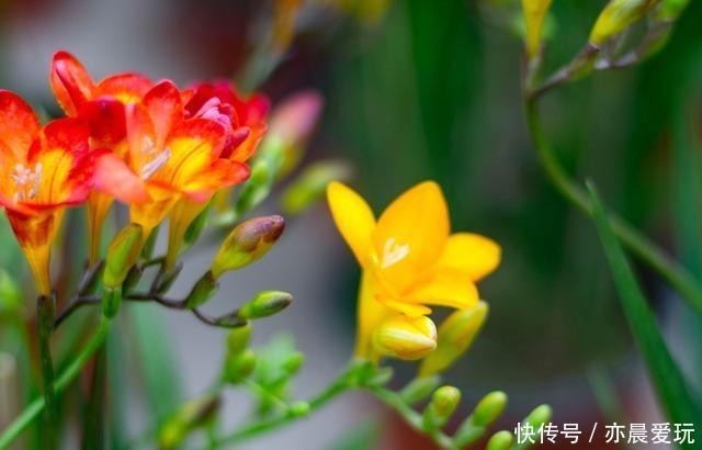 香喷喷|家里养盆“造香花”,香喷喷,省下买空气净化剂的钱