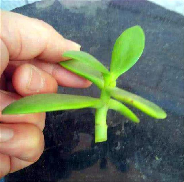 玉树扦插生根难掌握7个要点,后期精细养护,1个月生根长新芽