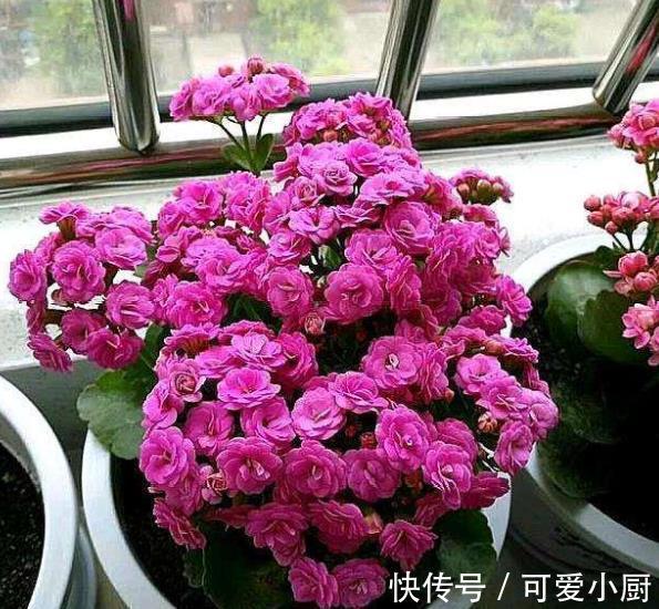 骨头|想要长寿花开爆盆?家里2种垃圾掺在花盆里,花苞多开花美