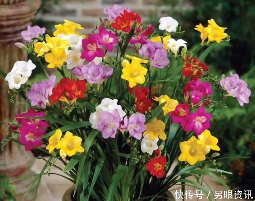 爆盆|现在就养“4种花”，花朵开正旺，随手一养就爆盆，开成小花园！