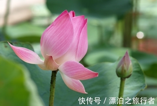 财源广|10月中旬，4属相运势转旺，桃花朵朵，财源广进，生活万事如意