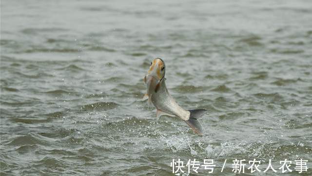 “钓王”邓刚伪装成新手,花260块钓走1000元鲢鳙,老板看到心痛