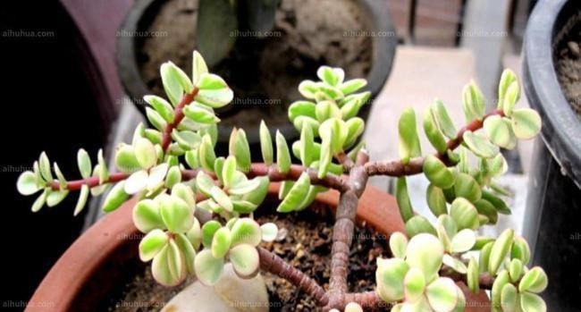 养多肉雅乐之舞,做好5要点、注意3事项,叶片嘭嘭肥起来,美极了