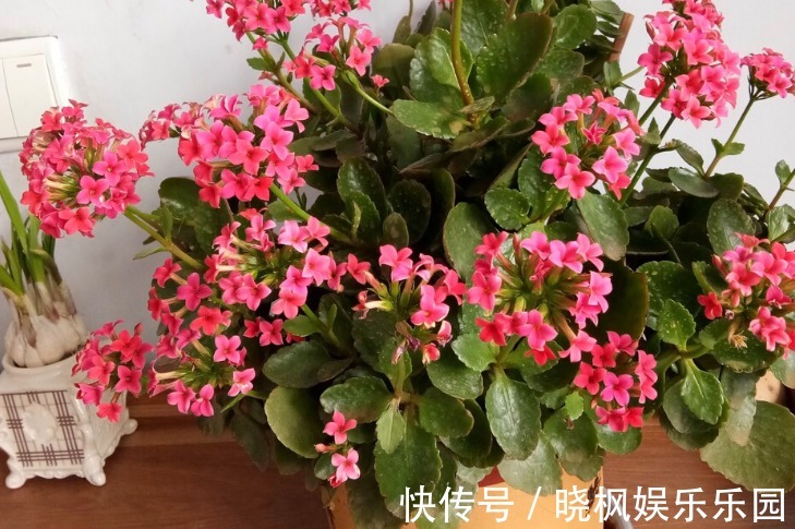 夏季长寿花要休眠,但出现这些情况,一忽视就只能收获空盆