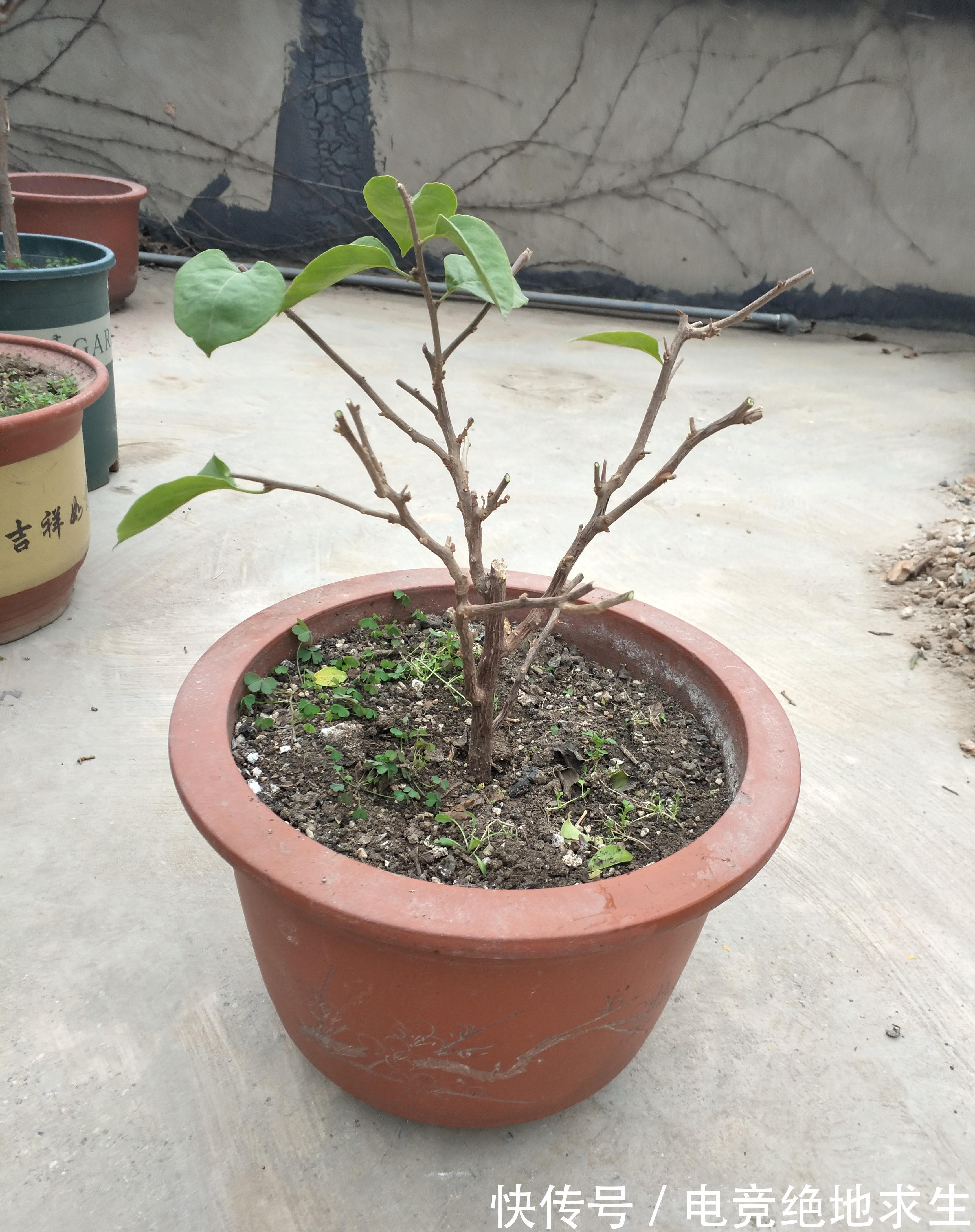 三角梅过冬以后叶片掉光，别急着扔掉，一个方法判定去与留