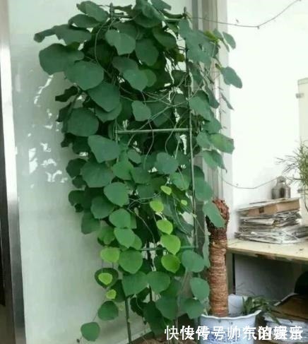 盘点10种耐阴花，北阳台照样生机勃勃，皮实好养有格调