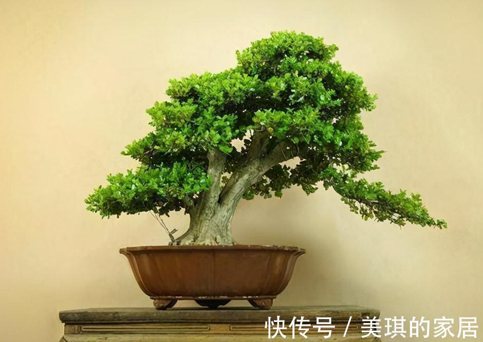 5种“富贵花”,客厅养一盆,贵气又吉利,有钱人家都爱养