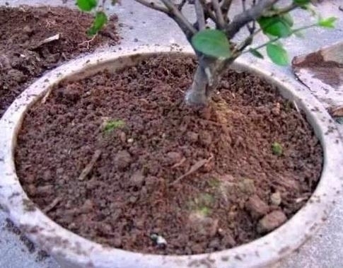 给花“换土”太麻烦丢点“这”3种“玩意”,旧土变成新土!