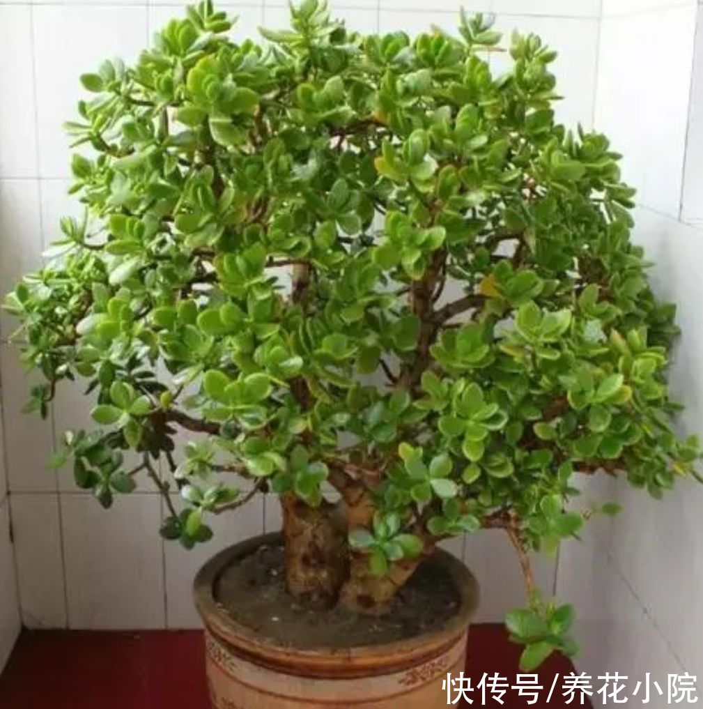 养玉树,5个关键点做好,生长速度快,长成粗壮盆景