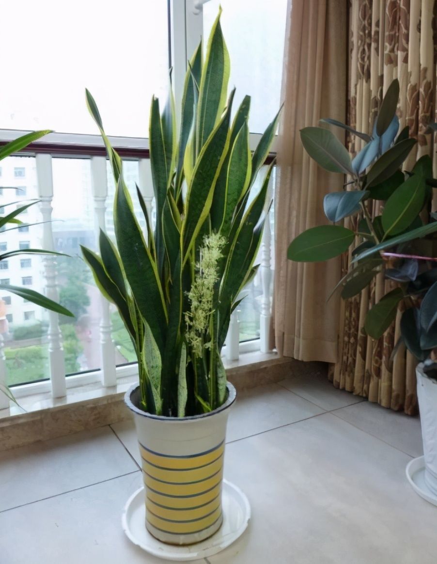 养文竹|有7种花“不喜水”，浇多了就烂根，越旱长得越旺