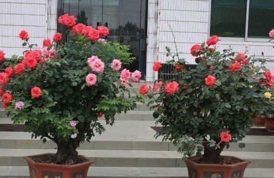 花中皇后|少抽两包烟,也要种此花,一年花开280天,一株开三色,埋土就活