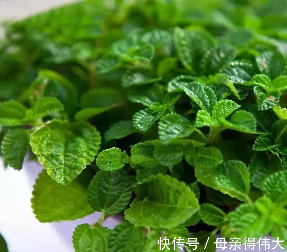 这些花是二手烟的克星,家里有烟鬼的,赶紧养几盆