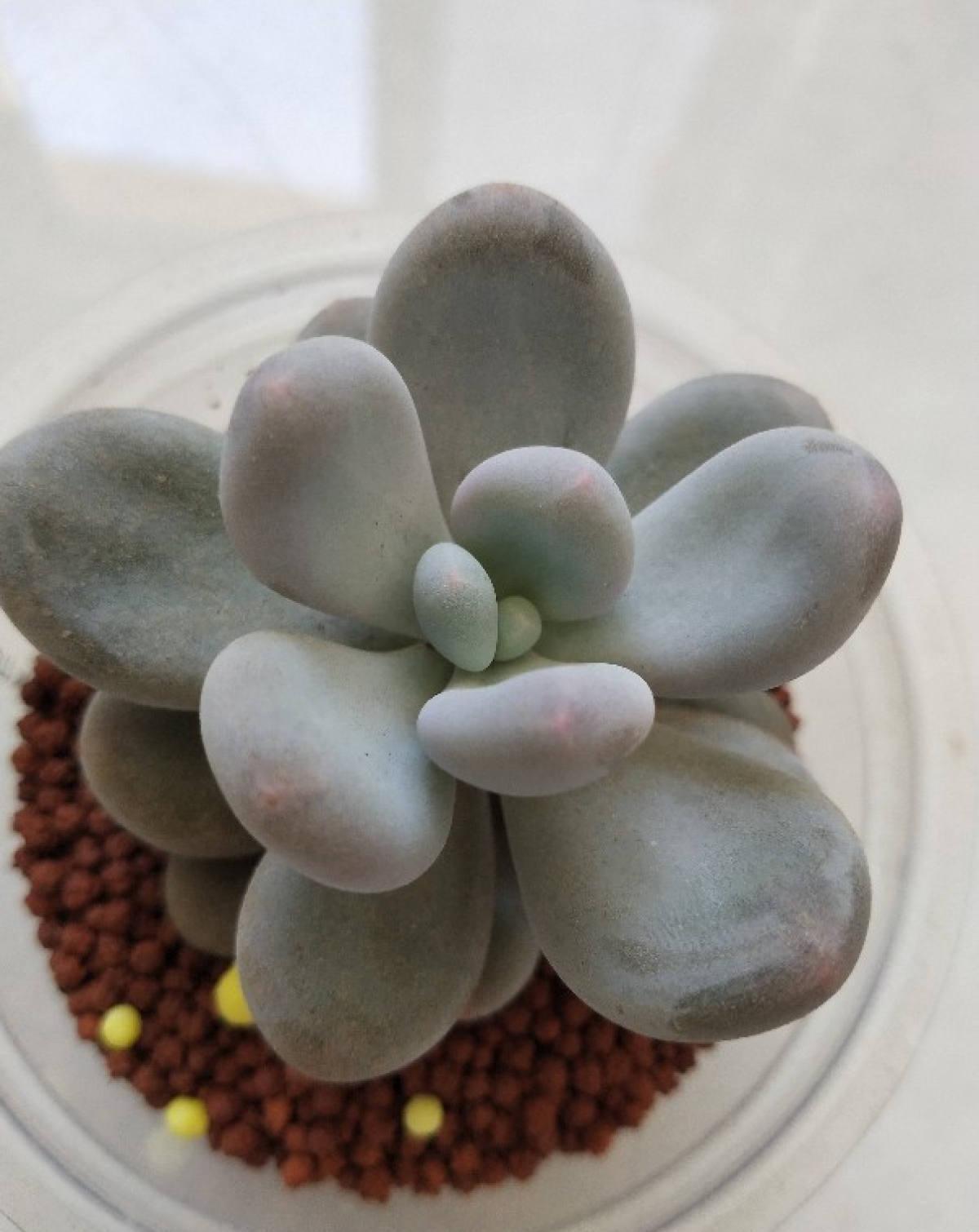 浇水|最难养的9种多肉，生病了难“医治”，新手轻易别碰