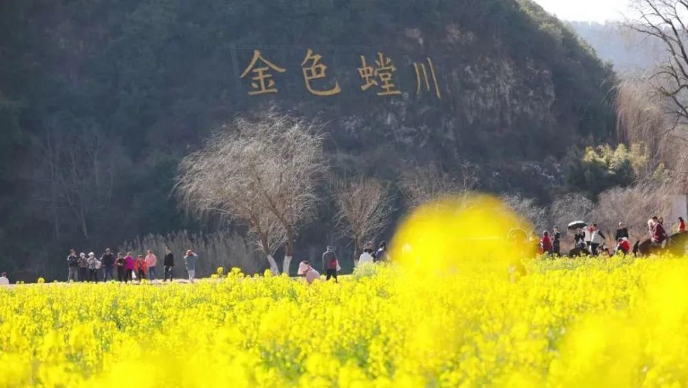 老年|最全！昆明周边13个油菜花观赏地，最近的只要1小时！