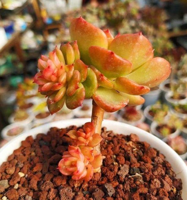 多肉养殖雷区多,植株容易长畸形该怎么办从3方面解决就够了