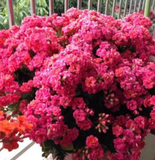 十月养长寿花，掌握4个要点，茎秆粗壮长势好，开花一茬接一茬