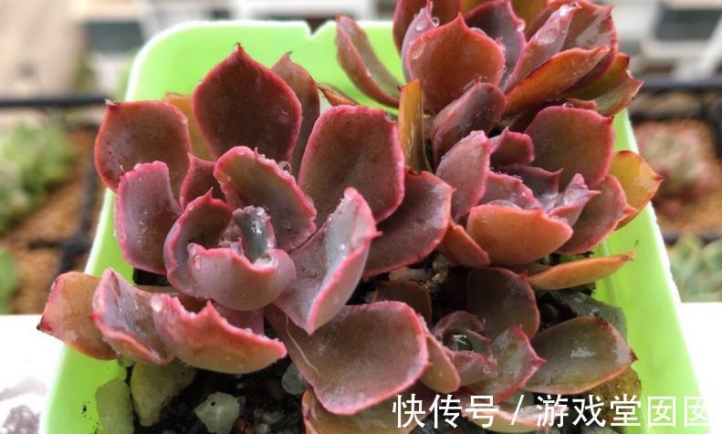 冬天买多肉,虽然价钱便宜,但不注意这些,却难服盆、易伤亡