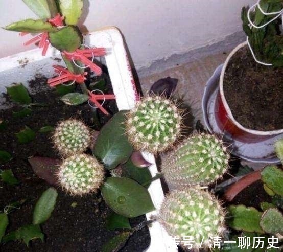 园艺|成功将仙人球叶仙嫁接一起,成品非常漂亮,园艺家出千元购买