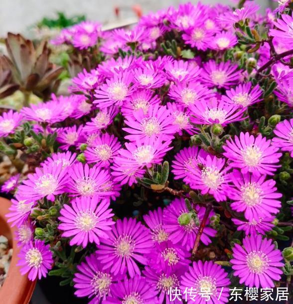 爱花人士 不少人错过 枝干番杏 可一旦开花 博人眼球 快资讯 爱花人士 不少人错过 枝干番杏 可一旦开花 博人眼球 快资讯