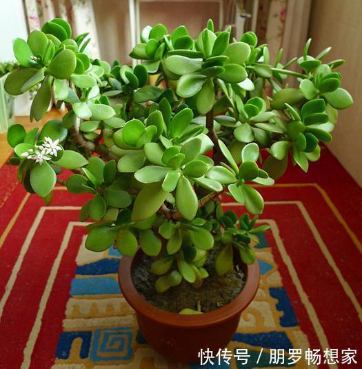 富裕家庭,这“3种花”会养在客厅,个个寓意好,胜过发财树