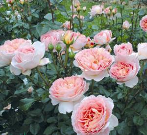 最厉害的养花营养液给月季花喝一勺,猛窜笋芽,花开满枝头