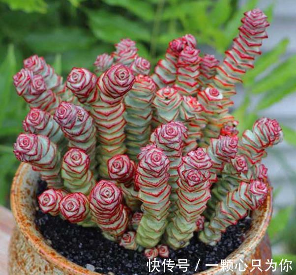 6种自己带“钱”的漂亮花，皮实好养招财吉祥，摆在家里上档次