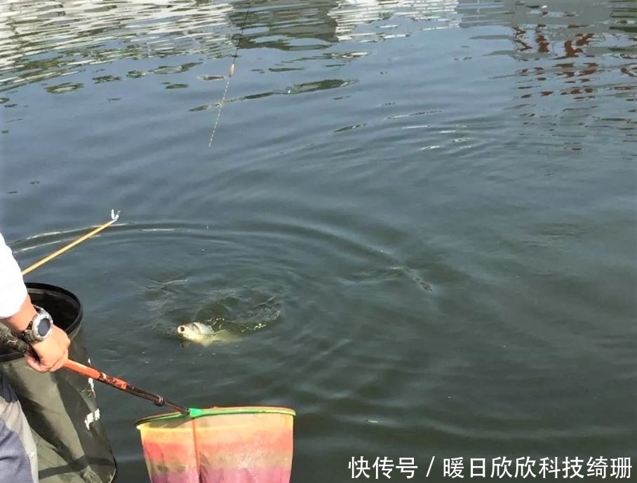 滤食性|用小麦垂钓鲫鲤草鳊,有时爆护有时空军,主要看方法是否得当