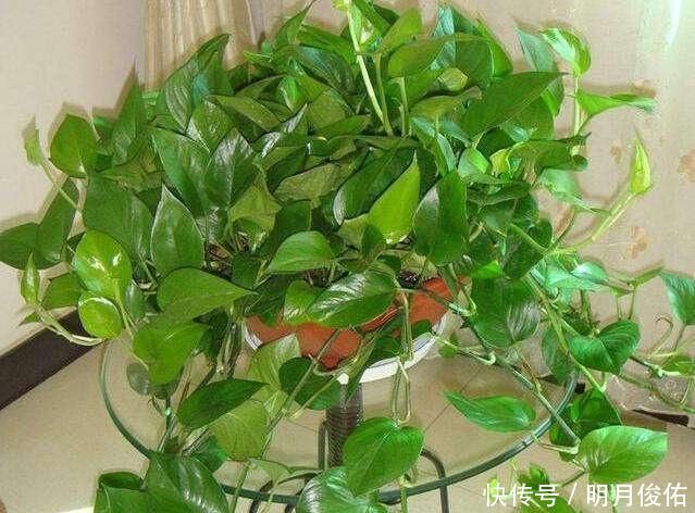 3种“小东西”混一混,是养花“万能土”,比营养土好用“10倍”