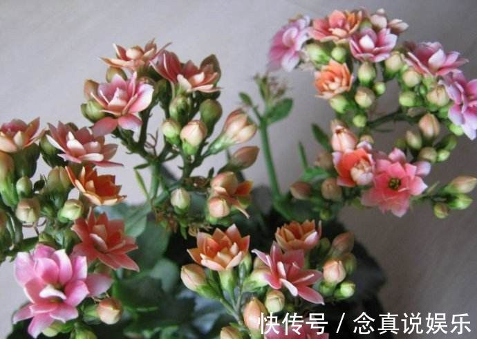 花色|丹麦盆栽花卉之冠圣诞伽蓝菜长寿花色丰富,理想的室内花卉