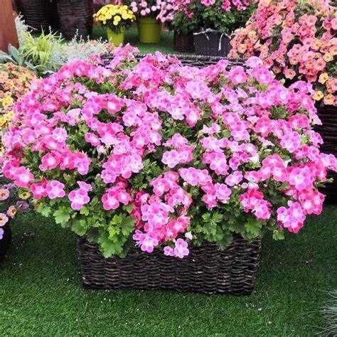 时花|养花试试这款，盛花时花比叶子还多，见花不见叶，极易爆盆