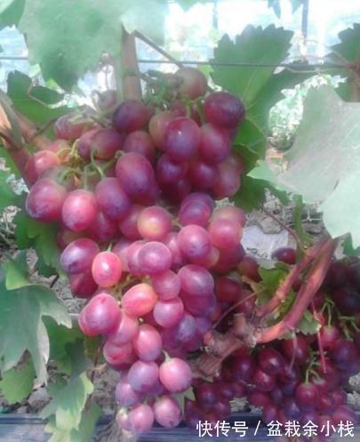 传统|立秋后,“少食1瓜,多吃3果”,老传统别忘记,精神好了睡眠足!