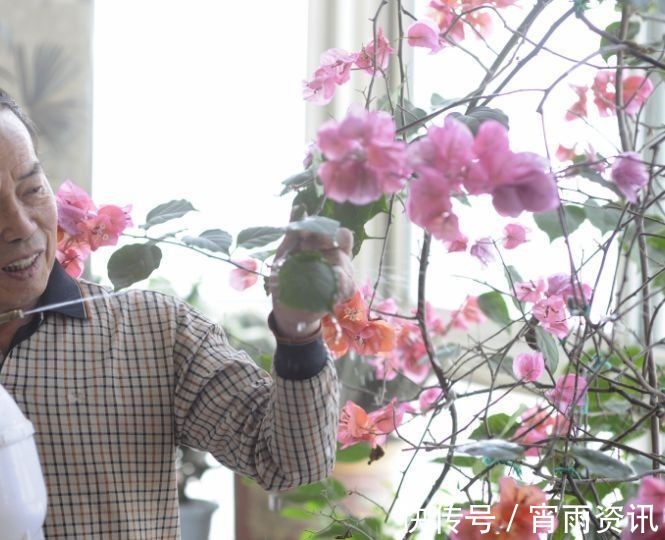 电线|养了3年三角梅,只因在盆里丢了根“老电线”,侧枝开花不停!