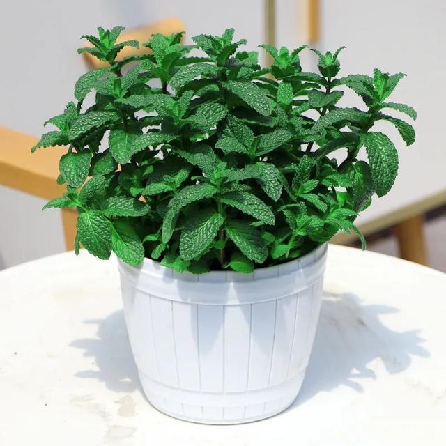 夏天这8种花不用买，叶子丢进花盆里，嗖嗖长白根