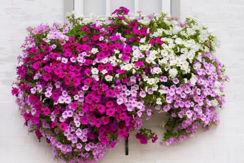 不用羡慕乡村景色了，楼房养花一样能养眼、修身养性