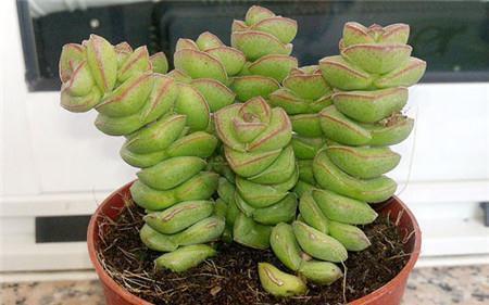 钱串叶子发黄怎么办