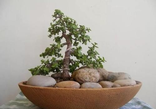 怎样才能让金枝玉叶的枝干长的粗壮？