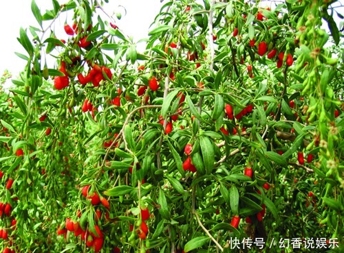 三害|枸杞百利但有三害,危害极大,很多人都不清楚,一直到现在才了解