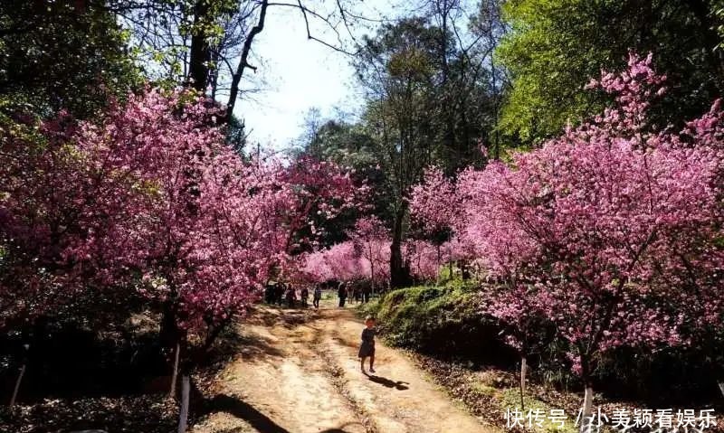 一条街|春城春意浓，西山区赏花正当时