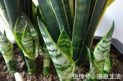 想要君子兰开花,有一个小方法,叶片蹭蹭长得快,花开的漂亮极了