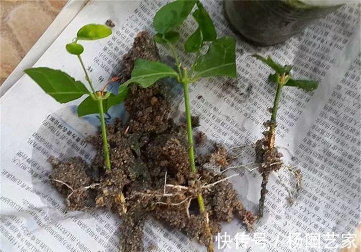 太阳花|天凉后，建议扦插4种花，“生根”后稍加养护就开花